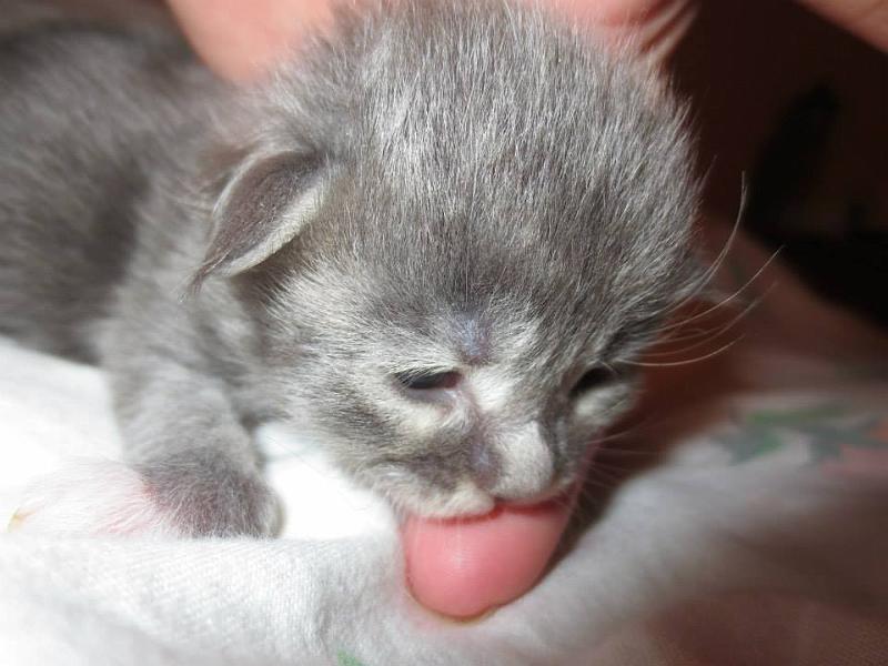 hanin b tytto (1 vko).jpg